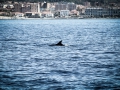 Dolphins near the shore of Rosignano Solvay, Italy